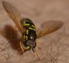 Chrysotoxum festivum